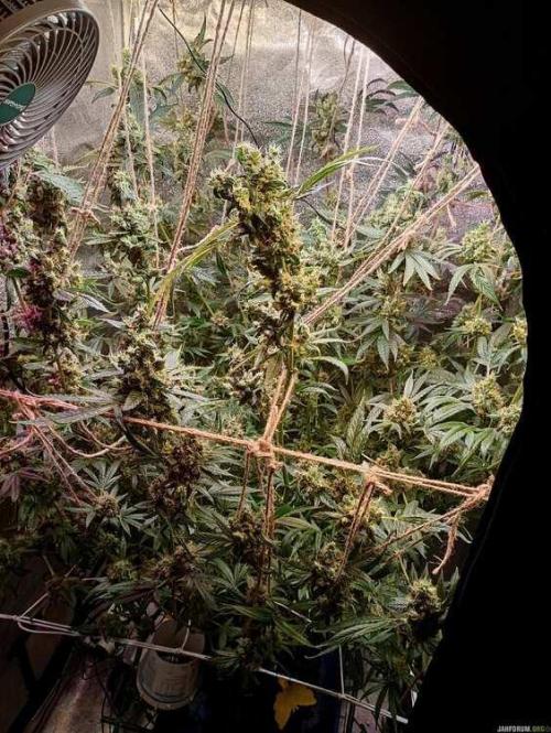 Green Gelato 💚 foto.. Week 19