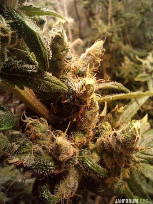 Green Gelato 💚 foto.. Week 20