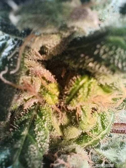 Green Gelato 💚 foto.. Week 20
