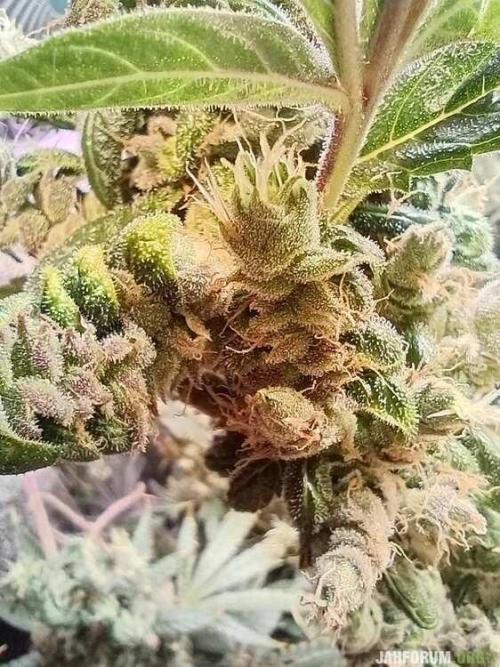 Green Gelato 💚 foto.. Week 20