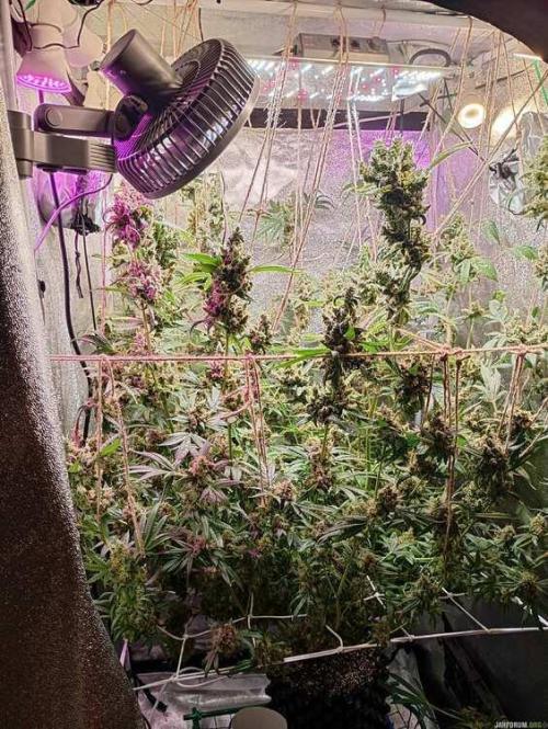 Green Gelato 💚 foto.. Week 20