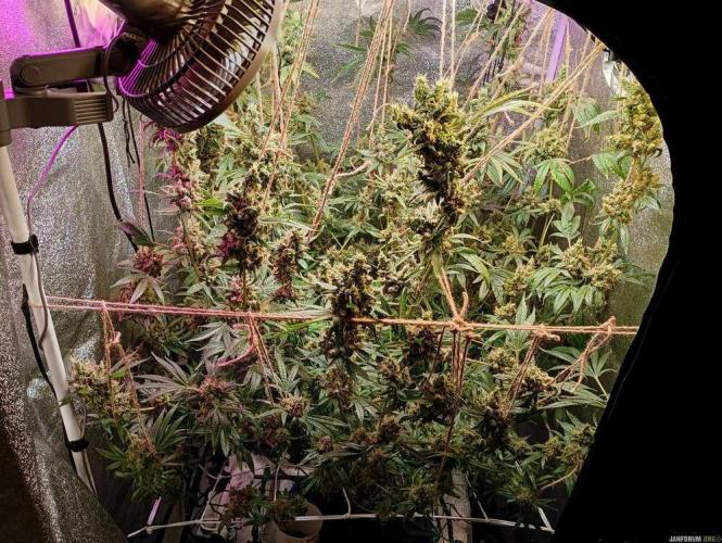 Green Gelato 💚 foto.. Week 20