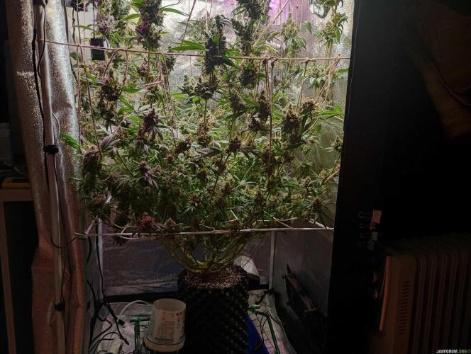 Green Gelato 💚 foto.. Week 21