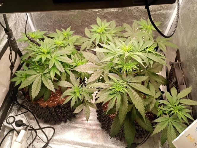 RQS vs Barney's (Auto). Week 5