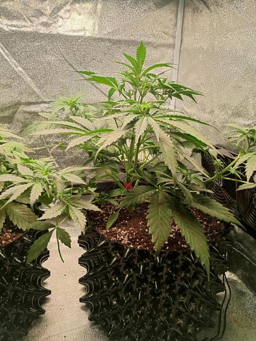 RQS vs Barney's (Auto). Week 5