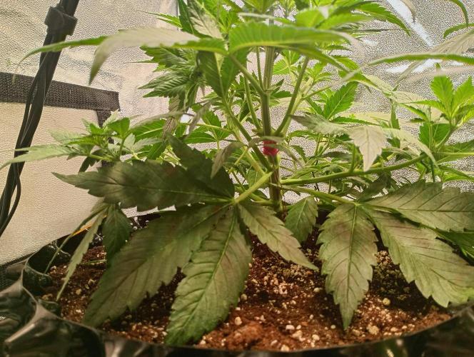 RQS vs Barney's (Auto). Week 5