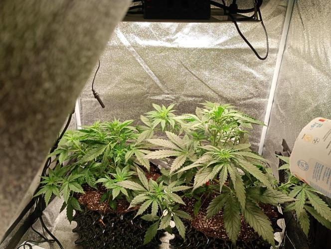 RQS vs Barney's (Auto). Week 5