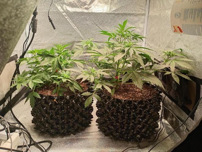 RQS vs Barney's (Auto). Week 5