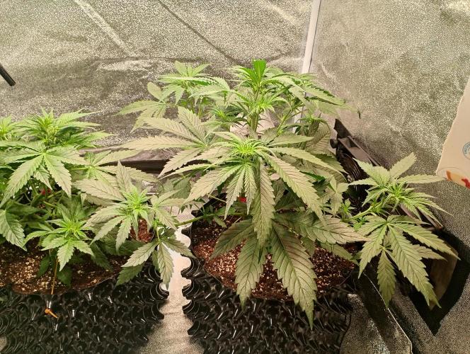 RQS vs Barney's (Auto). Week 5