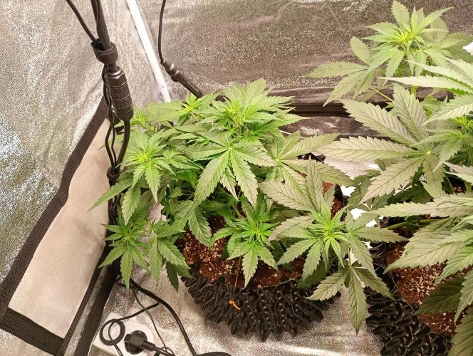 RQS vs Barney's (Auto). Week 5