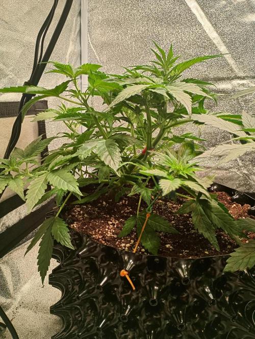 RQS vs Barney's (Auto). Week 5