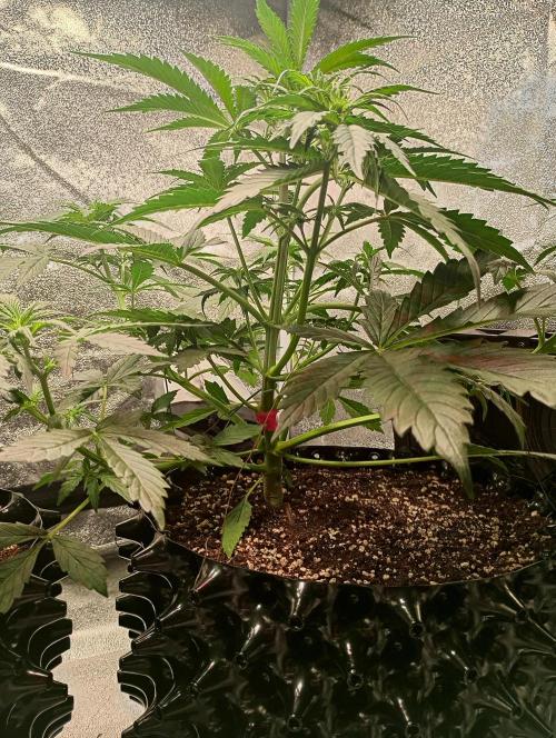 RQS vs Barney's (Auto). Week 5