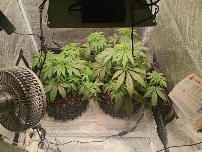RQS vs Barney's (Auto). Week 5
