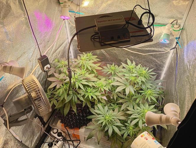 RQS vs Barney's (Auto). Week 6