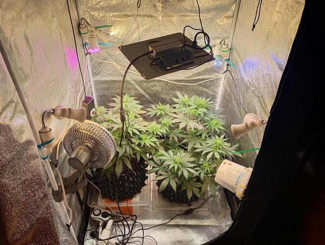 RQS vs Barney's (Auto). Week 6