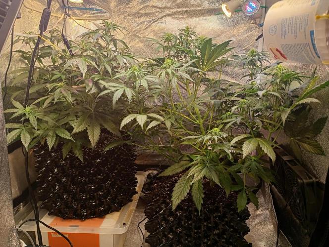 RQS vs Barney's (Auto). Week 6