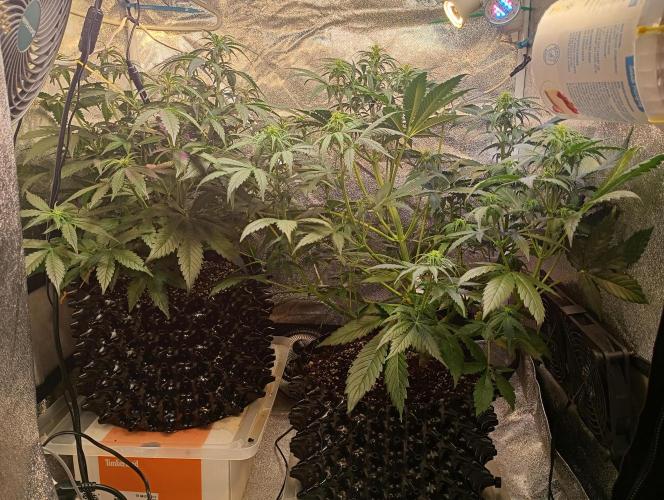 RQS vs Barney's (Auto). Week 6