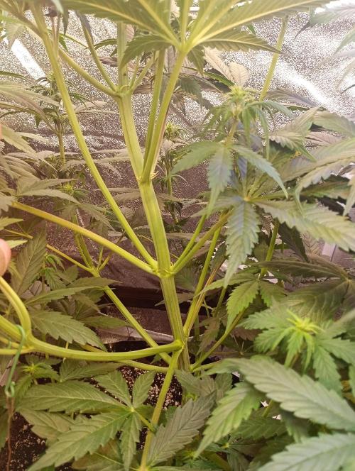 RQS vs Barney's (Auto). Week 6