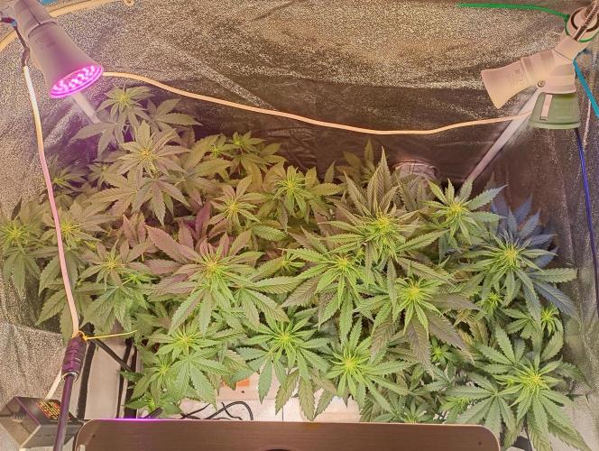 RQS vs Barney's (Auto). Week 6
