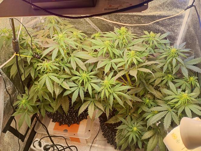 RQS vs Barney's (Auto). Week 6