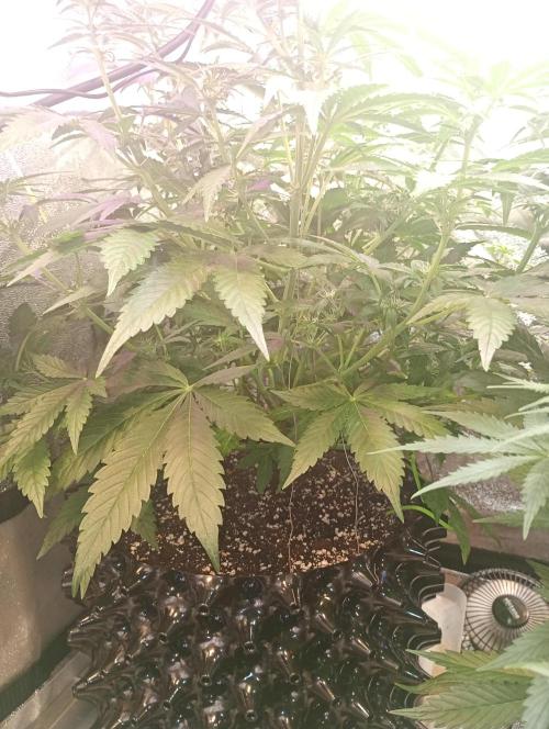 RQS vs Barney's (Auto). Week 6 - День 41 