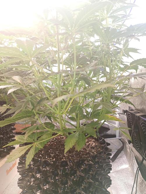 RQS vs Barney's (Auto). Week 6 - День 41 
