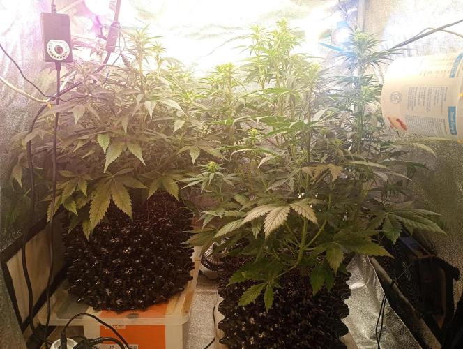 RQS vs Barney's (Auto). Week 6 - День 41 