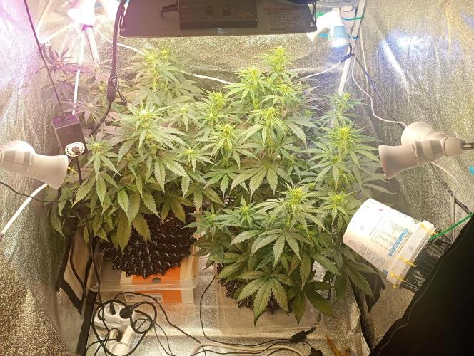 RQS vs Barney's (Auto). Week 6 - День 41 