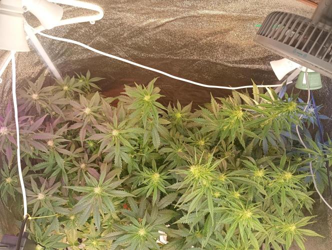 RQS vs Barney's (Auto). Week 7