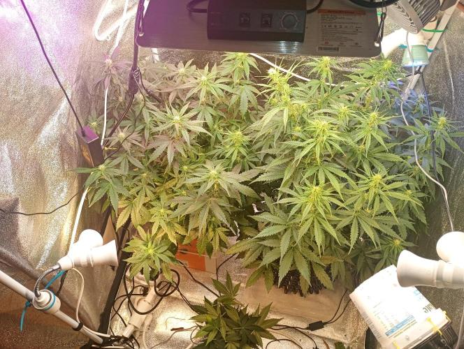 RQS vs Barney's (Auto). Week 7