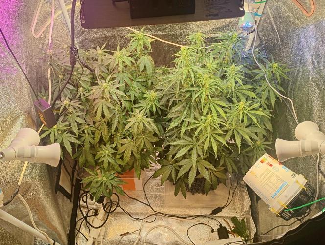 RQS vs Barney's (Auto). Week 7