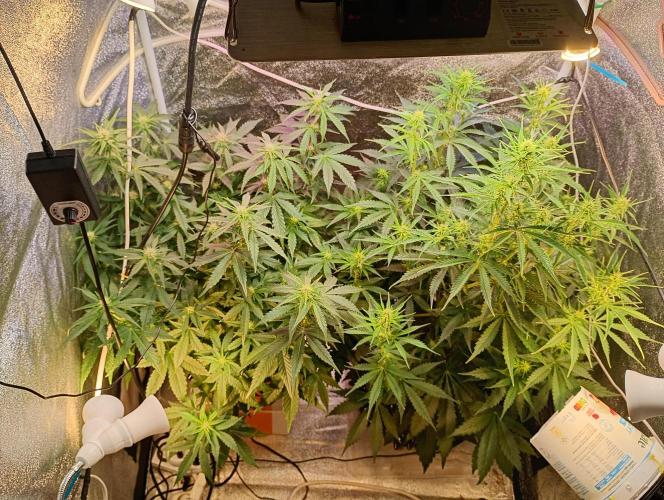 RQS vs Barney's (Auto). Week 7 - День 44