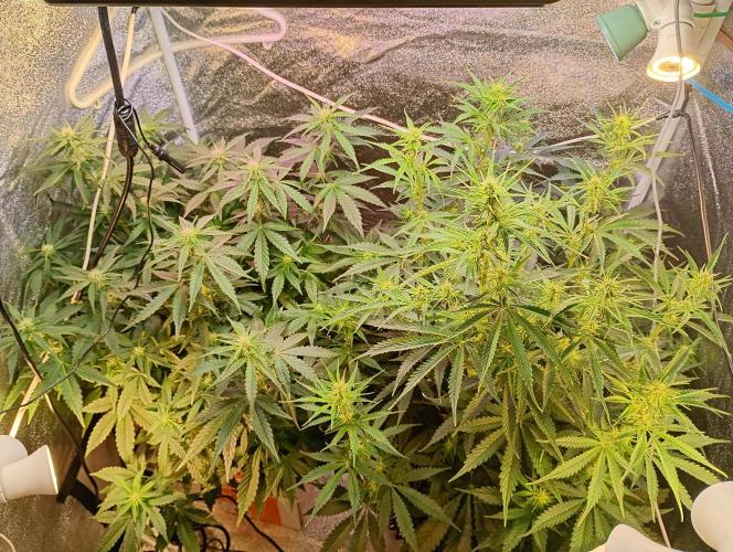 RQS vs Barney's (Auto). Week 7 - День 44