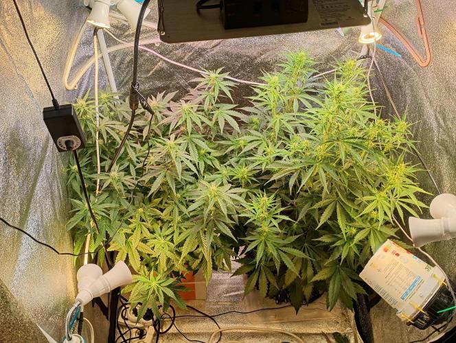 RQS vs Barney's (Auto). Week 7 - День 44