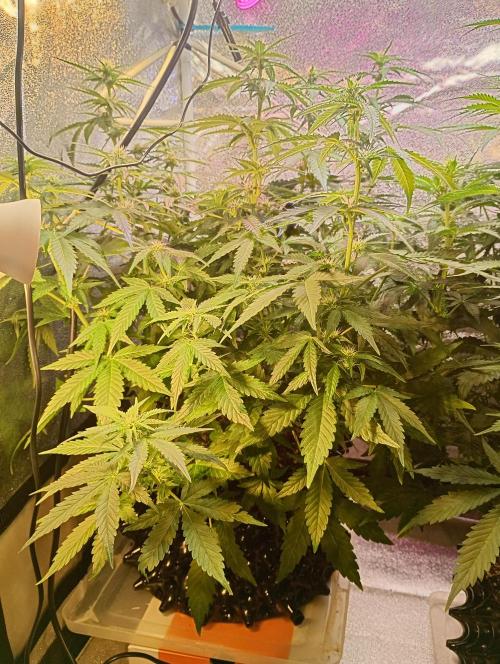 RQS vs Barney's (Auto). Week 7 - День 44 