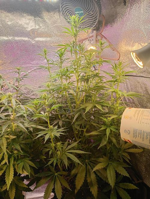 RQS vs Barney's (Auto). Week 7 - День 44 