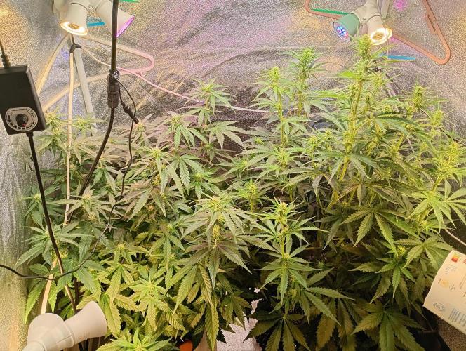 RQS vs Barney's (Auto). Week 7 - День 44 