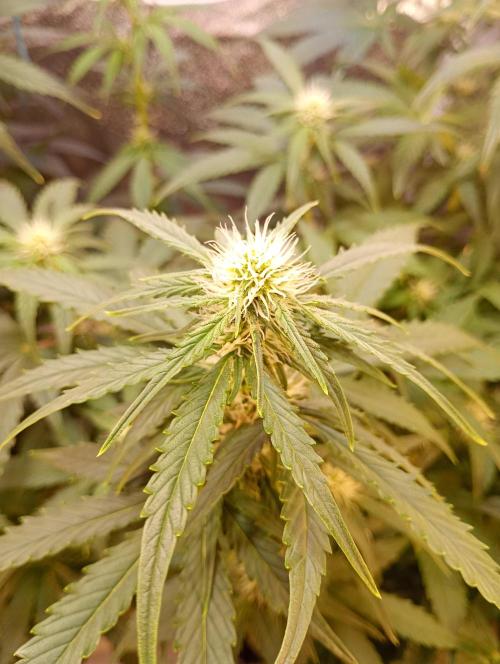 RQS vs Barney's (Auto). Week 7 - День 45