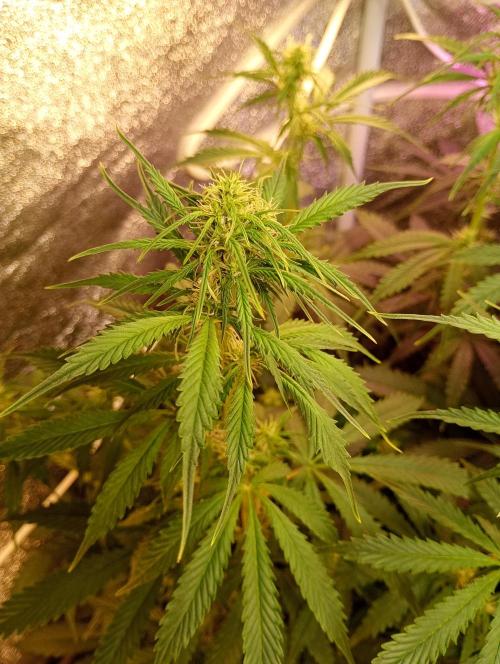 RQS vs Barney's (Auto). Week 7 - День 45