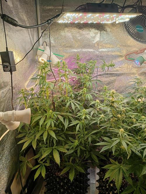 RQS vs Barney's (Auto). Week 7 - День 45 