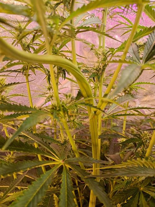 RQS vs Barney's (Auto). Week 7 - День 48 