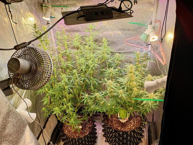 RQS vs Barney's (Auto). Week 8 - День 50
