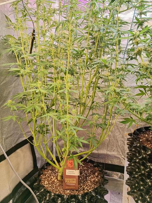 RQS vs Barney's (Auto). Week 8 - День 50