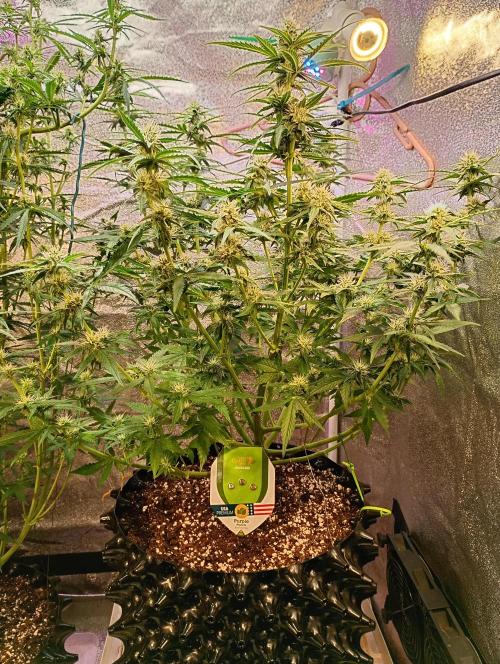 RQS vs Barney's (Auto). Week 8 - День 50