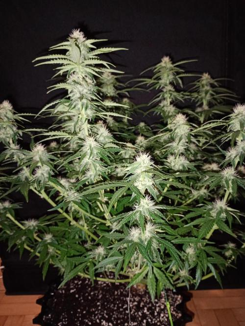 RQS vs Barney's (Auto). Week 8 - День 51