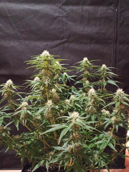 RQS vs Barney's (Auto). Week 8 - День 51