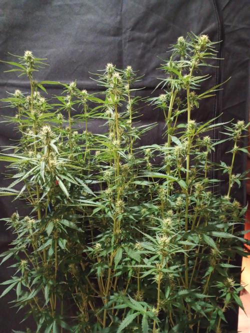 RQS vs Barney's (Auto). Week 8 - День 51
