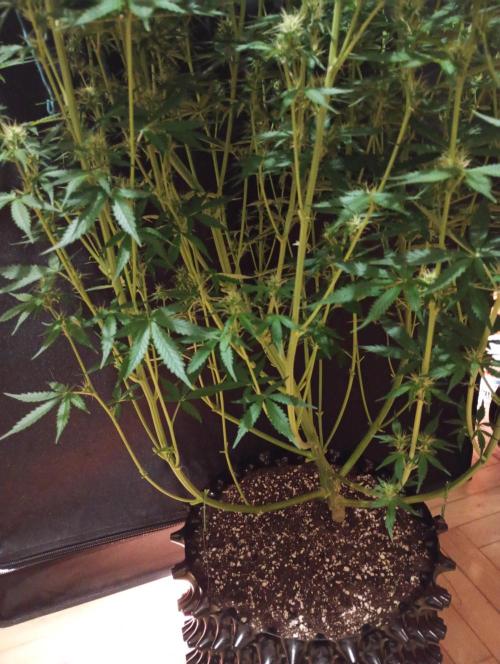 RQS vs Barney's (Auto). Week 8 - День 51