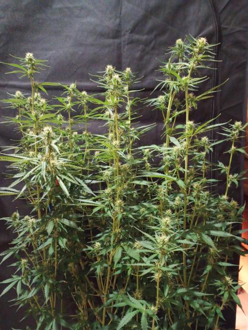 RQS vs Barney's (Auto). Week 8 - День 51 
