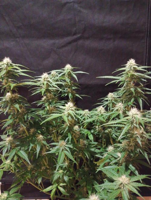 RQS vs Barney's (Auto). Week 8 - День 51 